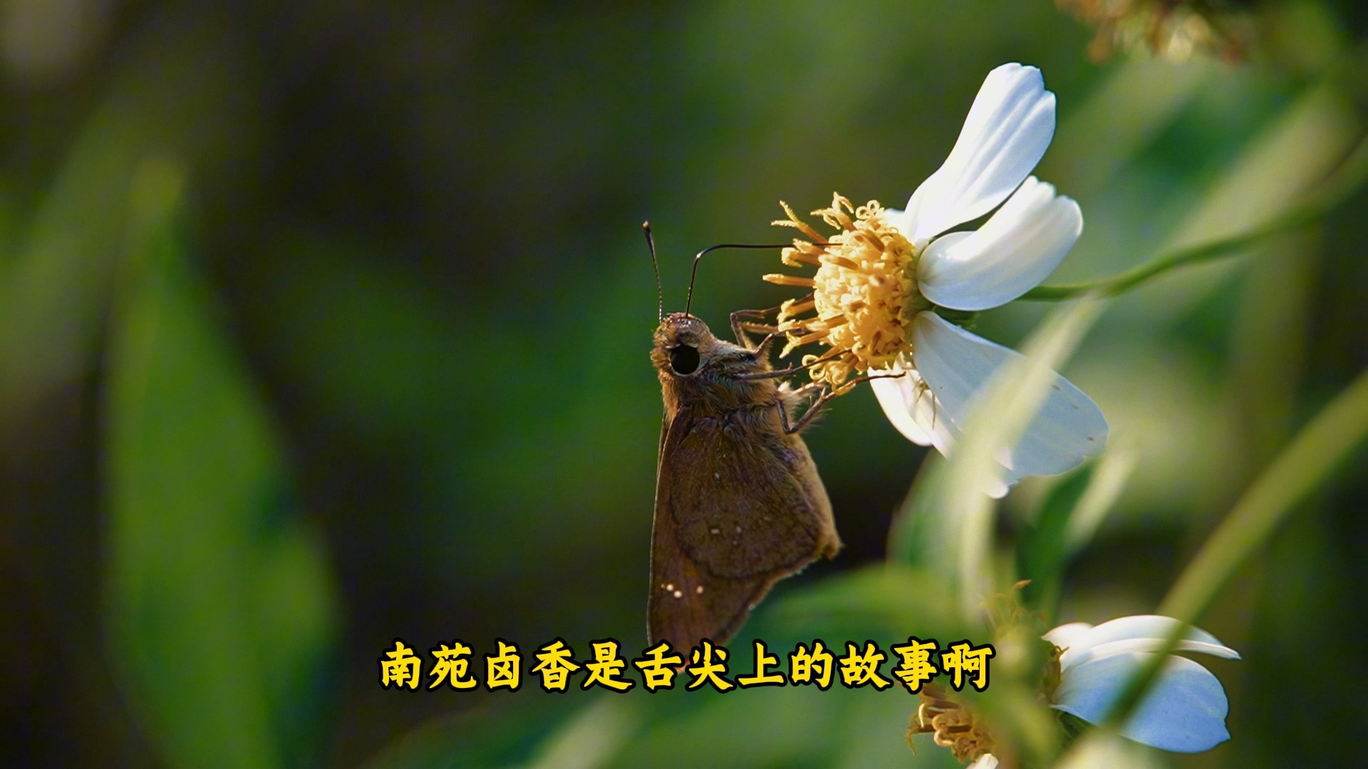 念经版苹果香苹果香完整歌词